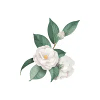 Camellia | Flowers Plants Names in English