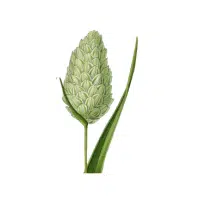 Canary Grass | Grains plants Names in English