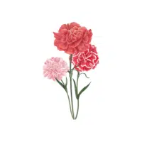 Carnation | Flowers Plants Names in English
