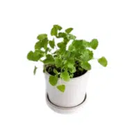 Catnip | Herbs Plants Names in English