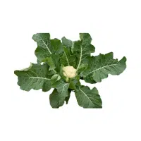 Cauliflower | Vegetables Plants Names