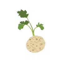 Celeriac (Celery Root) | Vegetables Plants Names