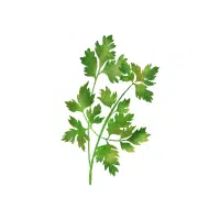 Celery | Vegetables Plants Names