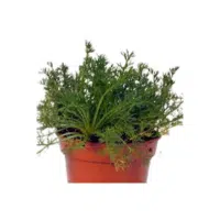 Chamomile | Herb Name in English
