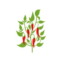 Chili Pepper | Vegetables Plants Names