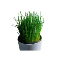 Chives | Herb Name in English