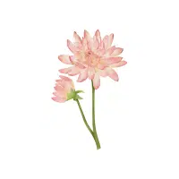 Chrysanthemum | Flowers Plants Names in English