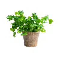 Cilantro | Herb Name in English