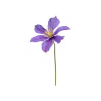 Clematis | Flowers Plants Names in English