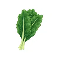 Collard Greens | Vegetables Plants Names