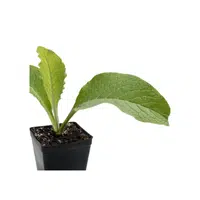 Comfrey | Herb Name in English
