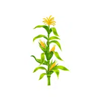 Corn | Grains plants Names in English