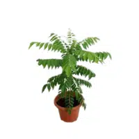 Curry Leaf | Herb Name in English