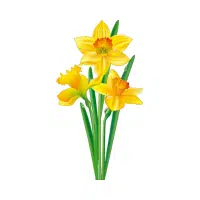 Daffodil | Flowers Plants Names in English