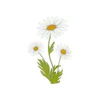 Daisy | Flowers Plants Names in English