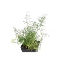 Dill | Herb Name in English