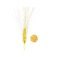 Durum Wheat | Grains plants Names in English