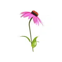 Echinacea | Herb Name in English