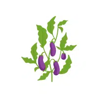 Eggplant (Brinjal) | Vegetables Plants Names