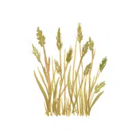 Einkorn Wheat | Grains plants Names in English