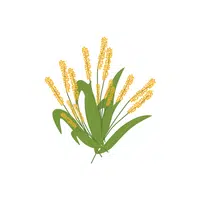 Emmer | Grains plants Names in English