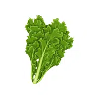 Endive | Vegetables Plants Names