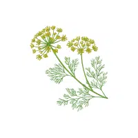 Fennel | Vegetables Plants Names