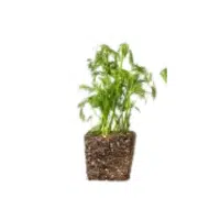 Fennel | Herb Name in English