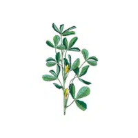Fenugreek | Herb Name in English
