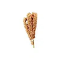 Finger Millet | Grain plant Name in English