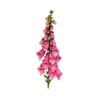 Foxglove | Flowers Plants Names in English