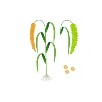 Foxtail Millet | Grain plant Name in English