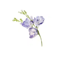 Freesia | Flowers Plants Names in English