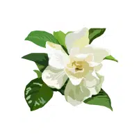 Gardenia | Flowers Plants Names in English