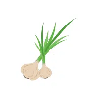 Garlic | Vegetables Plants Names