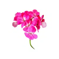 Geranium | Flower Plant Name in English