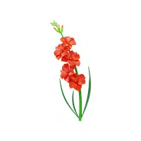 Gladiolus | Flower Plant Name in English