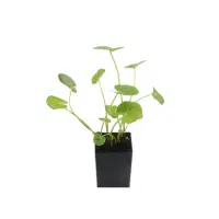 Gotu Kola | Herb Name in English