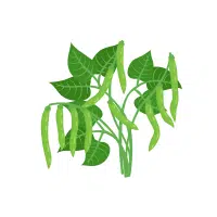 Green Beans | Vegetables Plants Names