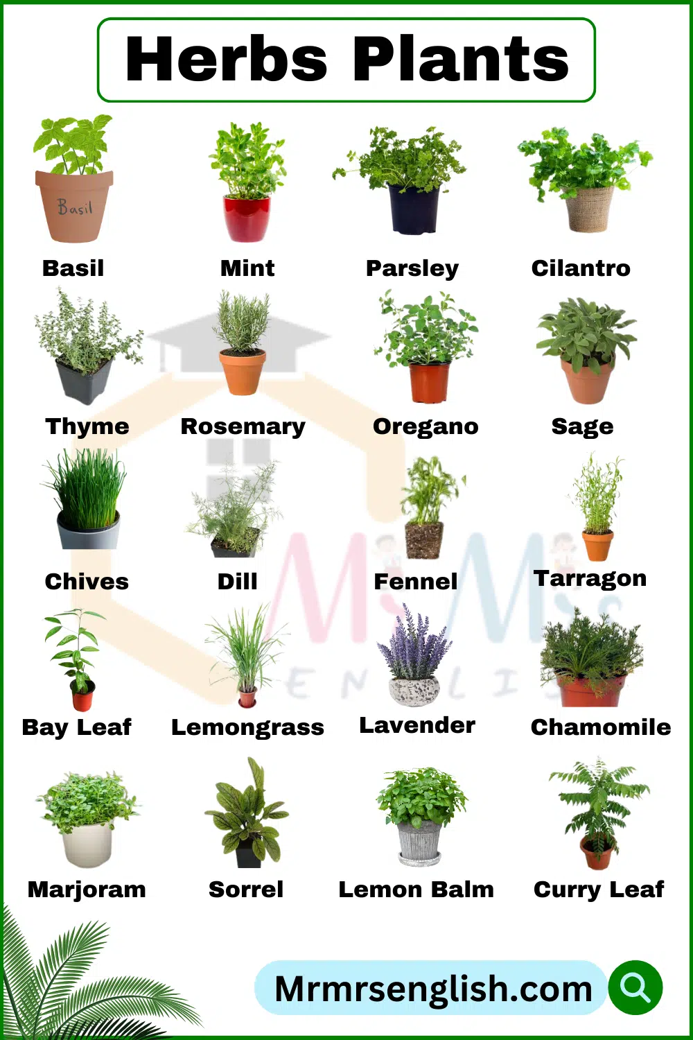 Herbs Plants Names with Pictures