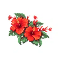Hibiscus | Flower Plant Name in English