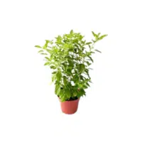 Holy Basil (Tulsi) | Herb Name in English