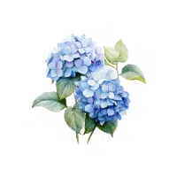 Hydrangea | Flower Plant Name in English