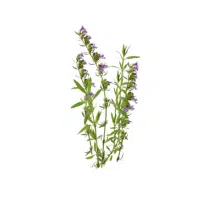 Hyssop | Herb Name in English