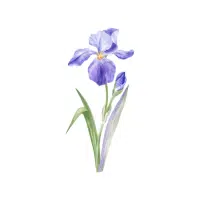 Iris | Flower Plant Name in English