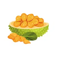 Jackfruit | J letter things names in English