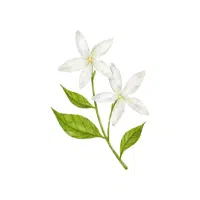 Jasmine | Flower Plant Name in English