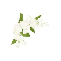 Jasmine | J letter thing name