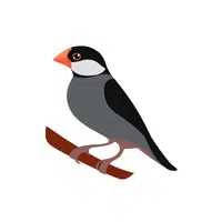 Java sparrow | J letter thing name