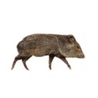 Javelina | J letter thing name